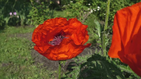 Two Bees Sitting in a Poppy Flower Collect Pollen