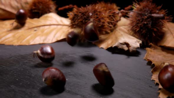 Brown Chestnuts Are Falling on the Background of Chestnut Leaves and Shells alt