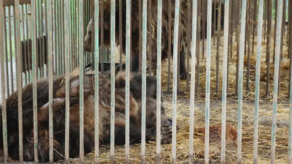 Brown Bear Lies in Steel Cage Hiding Behind Its Paw alt