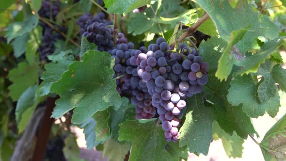 Black Grape In Vineyard