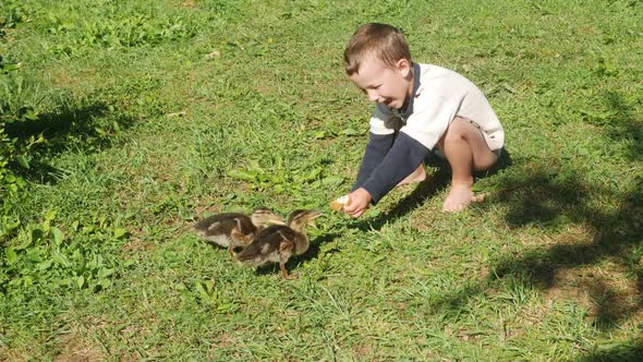 Little boy hand feeds family of wild ducks on river bank