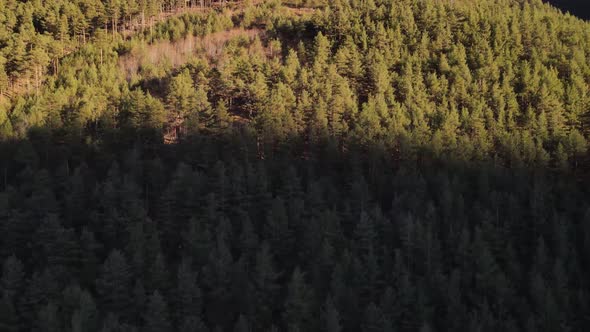 Coniferous forest on a mountain slope from a bird's eye view alt