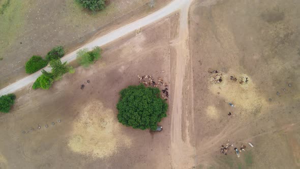Aerial View of a Group of Cows Seen on a Farm