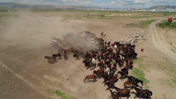 Herd Of Wild Horses alt