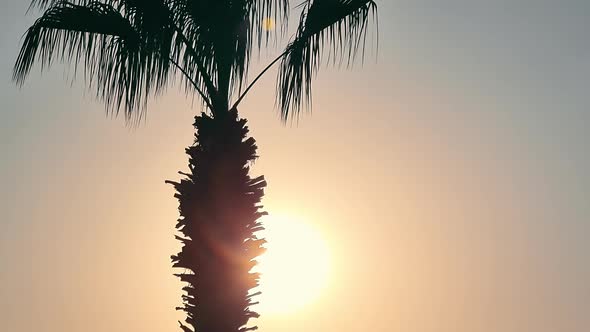 Topical Golden Sunset alt