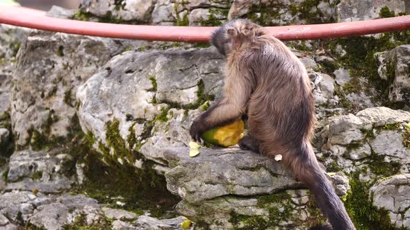 Close up shot of Capuchin Monkey holding and eating Mango Fruit on rock in Zoo alt