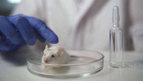 A Scientist in Blue Gloves Holding White Abino Lab Laboratory Mouse By Scruff in Order to Conduct an alt