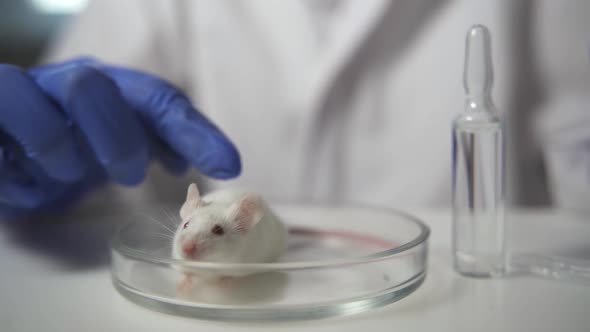 A Scientist in Blue Gloves Holding White Abino Lab Laboratory Mouse By Scruff in Order to Conduct an