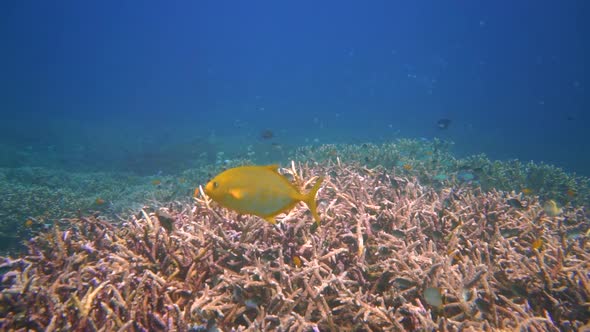 A yellow trevally swimming past the camera with divers inte the background alt