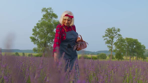 Senior Old Grandmother Farmer Growing Gardening Lavender Plant in Herb Garden Retirement Activities alt