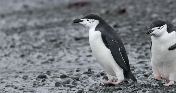 MS Chinstrap Penguins (Pygoscelis antarcticus) drinking water at Half Moon Island / Antarctica