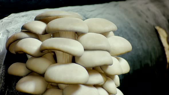 Mushrooms time lapse.