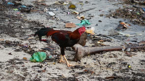 Cock at the polluted beach. alt