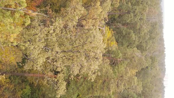 Vertical Video of an Autumn Forest During the Day in Ukraine alt