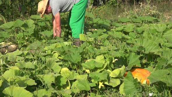 Organic Farmer Man Cutting Ripe Zucchini Vegetable in Farm Field