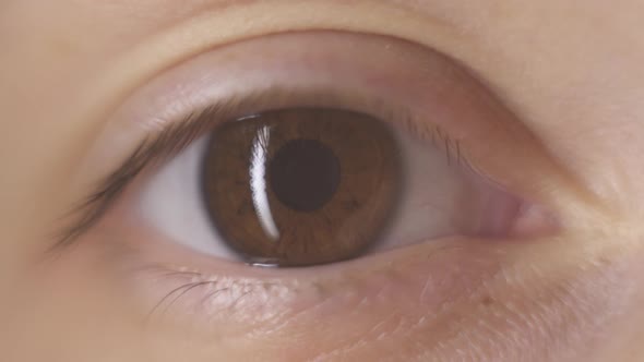 Macro close-up woman brown eye. Blinking eye, mowing eyeball, watching around. Eyelash, eyelid.
