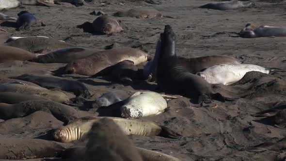 Elephant Seals Fighting At Piedras Blancas Rookery In San Simeon, California. Close Up Shot alt