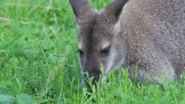 Bennett's Tree-kangaroo Eats Grass. Dendrolagus Bennettianus Grazing in the Meadow. Slow Motion. alt