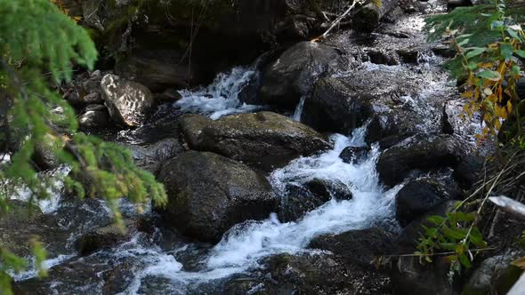 Mountain stream flowing over river rocks with foliage in Colorado, static alt