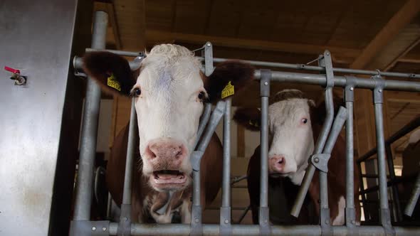 Orange Cows on Farm alt