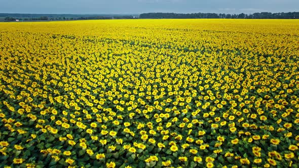 Agriculture Field with Blooming Sunflowers alt