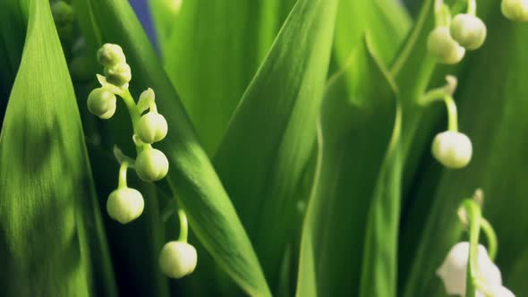 Lily of the Valley Flowers Time Lapse, Green Background, Germination Plants Texture Abstract