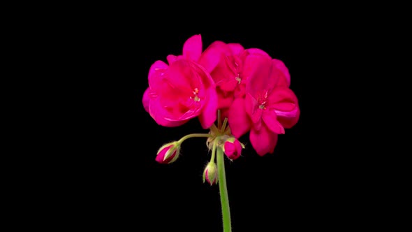 Time Lapse of Opening Red Geranium ( Pelargonium ) Flower alt