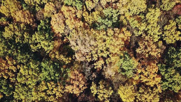 view of the tops of the trees of the autumn forest from a height. Camera motion up. Aerial view alt
