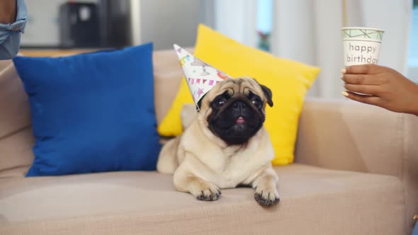 Cute Pug Dog Sitting on Couch in Birthday Cap While Owners Clinking Paper Glasses alt