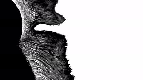 Ink Bloom. Beautiful Black Watercolor Ink Drops Transition on a White Background. Left To Right Ink alt