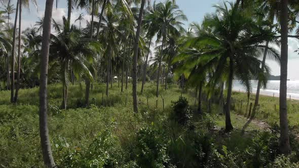 Beautiful aerial straight drone shot between palm green trees in el nido palawan philippines. Perfec alt