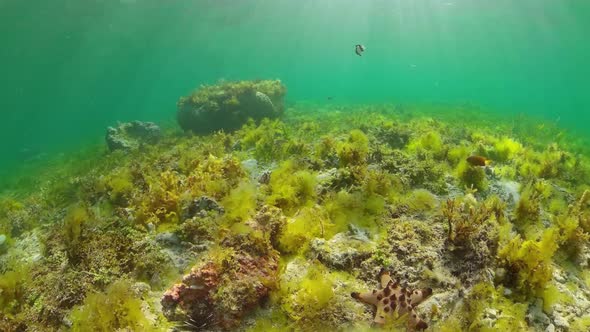 Coral Reef and Tropical Fish Underwater. Bohol, Panglao, Philippines. alt
