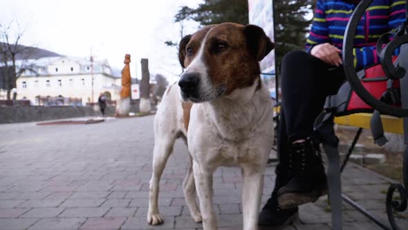 Muzzle of a Sad Stray Dog with Sad Eyes Outdoors in a City Park. Slow Motion alt