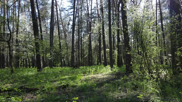 Green Forest During the Day Aerial View alt