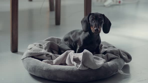 Littlye Black Daschund Puppy Heard Something and Run Away alt