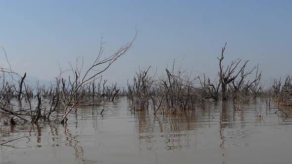 Baringo Lake Landscape Showing the Rise of the Waters with Dead Trees, Kenya, Slow motion alt