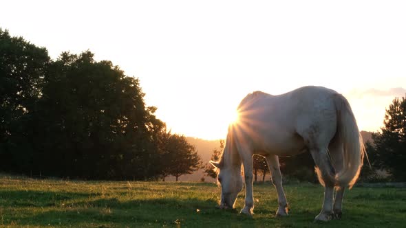 Beautiful White Horse Shows His Temperament and Beauty at Summer Sunset on a Green Meadow alt