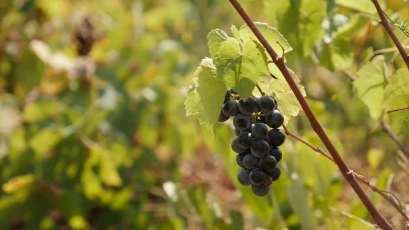 Shallow DOF common grape vine slow motion 1920X1080 HD footage - Organic fruit Vitis vinifera in vin alt