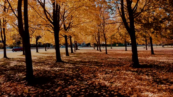 Flying Through Orange Autumn Tree Alley in the Park alt