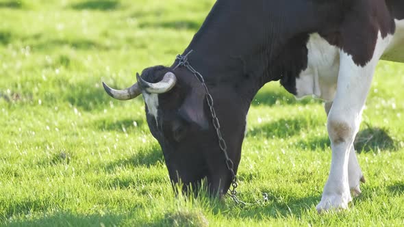 Milk Cow Grazing on Green Farm Pasture on Summer Day alt