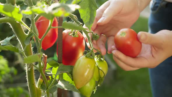 Female Gardener Picking Ripe Red Tomatos in Backyard Garden alt