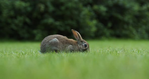 A Lone Wild Rabbit Feeding On The Green Grass In The Park Of Amsterdam, Netherlands. - low-level sho alt