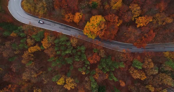 Aerial View Video Winding Road in Colorful Wood