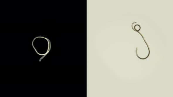 A Nematode Worm Under a Microscope, There Are Free-living, Commensals and Parasites alt