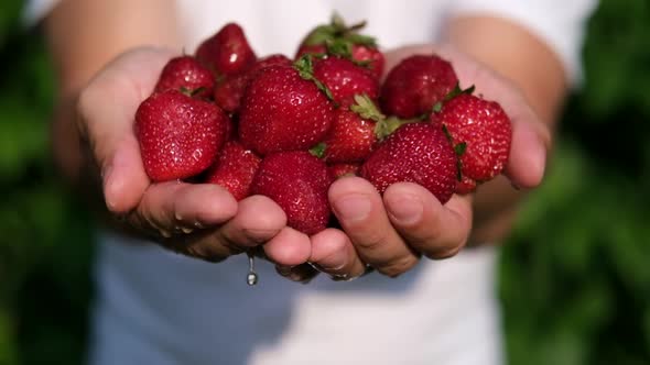 Vintage Red Juicy Ripe Strawberries Close Up of Farmer in Hands Delicious Summer Berries alt