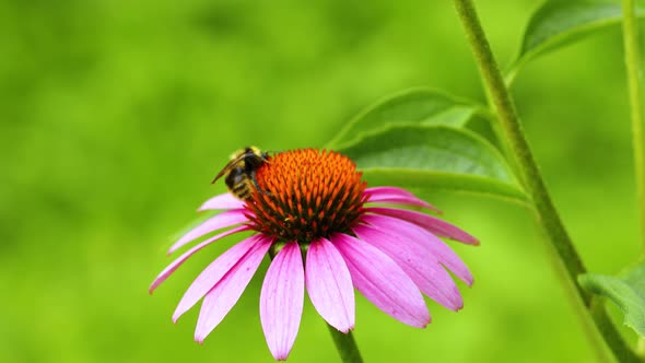 A bee is sitting on an echinacea flower. Pollination of a flower close-up.