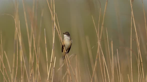 Great reed warbler (Acrocephalus arundinaceus) alt