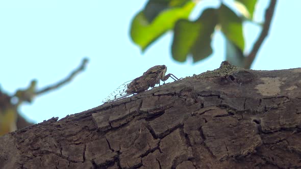 A Grey Cicada Camouflaged On Tree alt