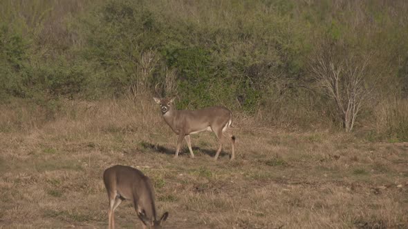 a whitetail buck in Texas, USA alt