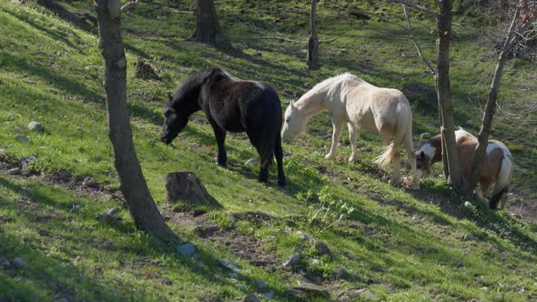 Horses Wild Forest Close Up 